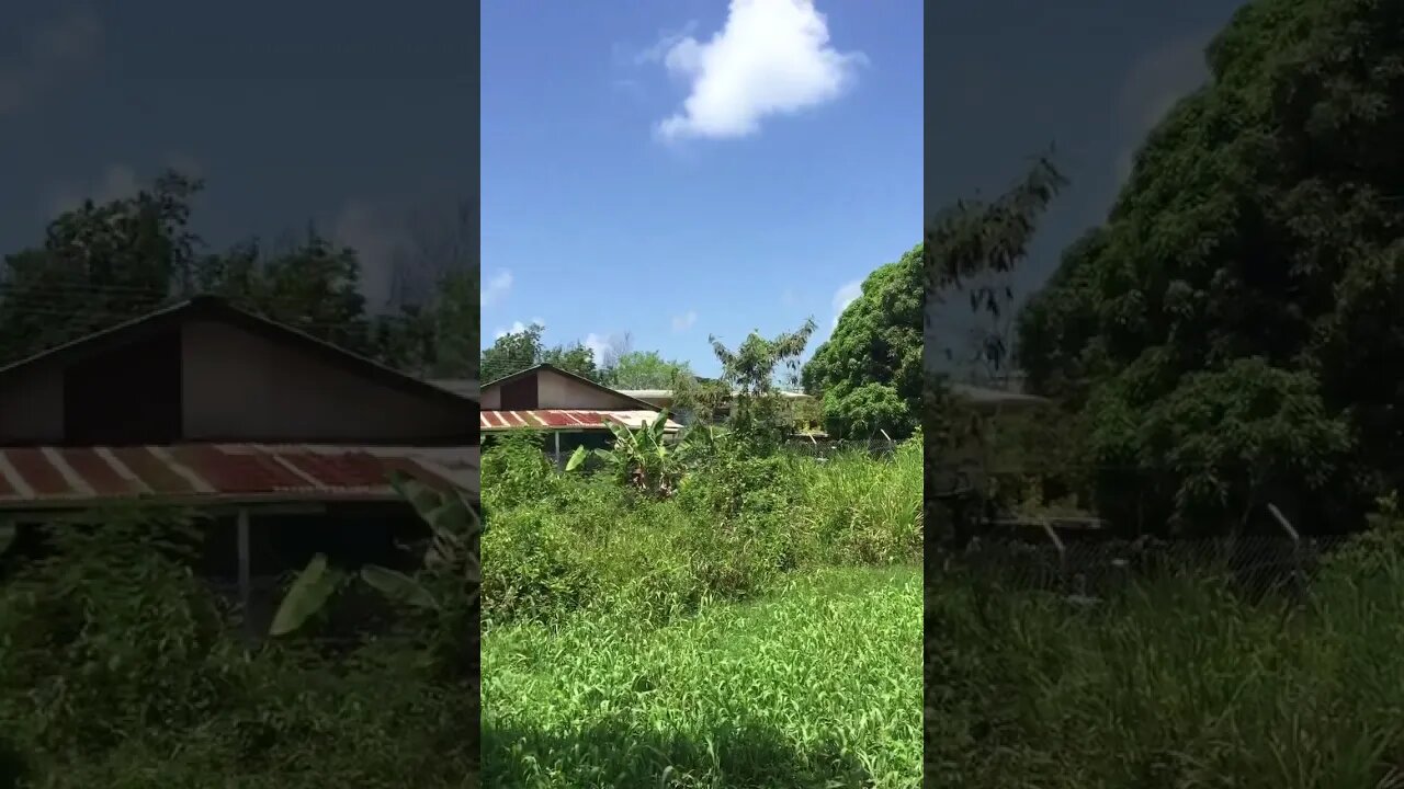 Freedom Fly