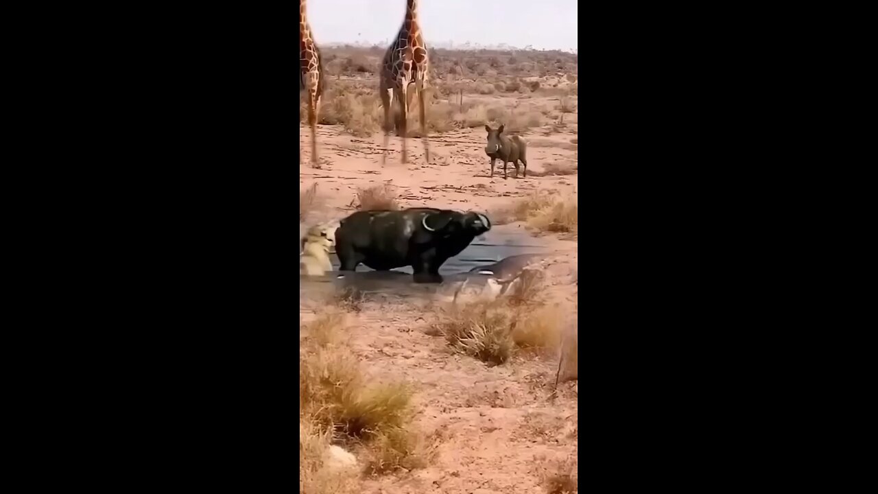 Buffalo attacking lion 😵