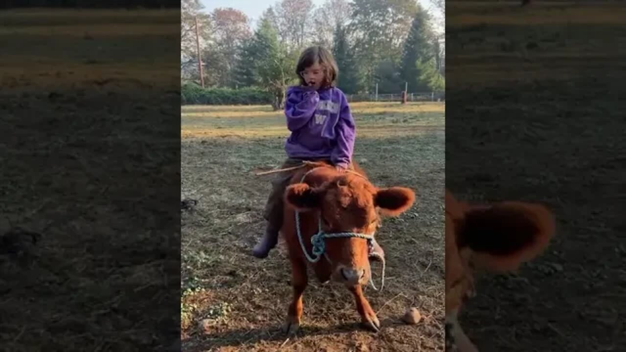 Irish Dexter Family Milk Cows: Living her best life!