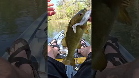 BIG Bait + SMALL Creek = AMAZING Bite