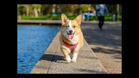Top 10 Cool Tricks To Teach Your Dog