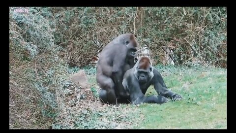 Gorillas Romantic mode