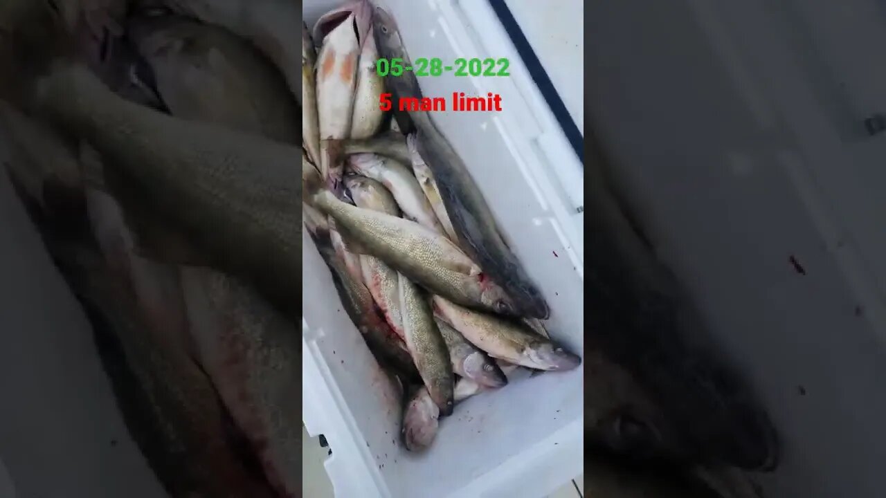 Another awesome day on lake Erie, found our customers 5 man limit in decent time! 30 walleye!