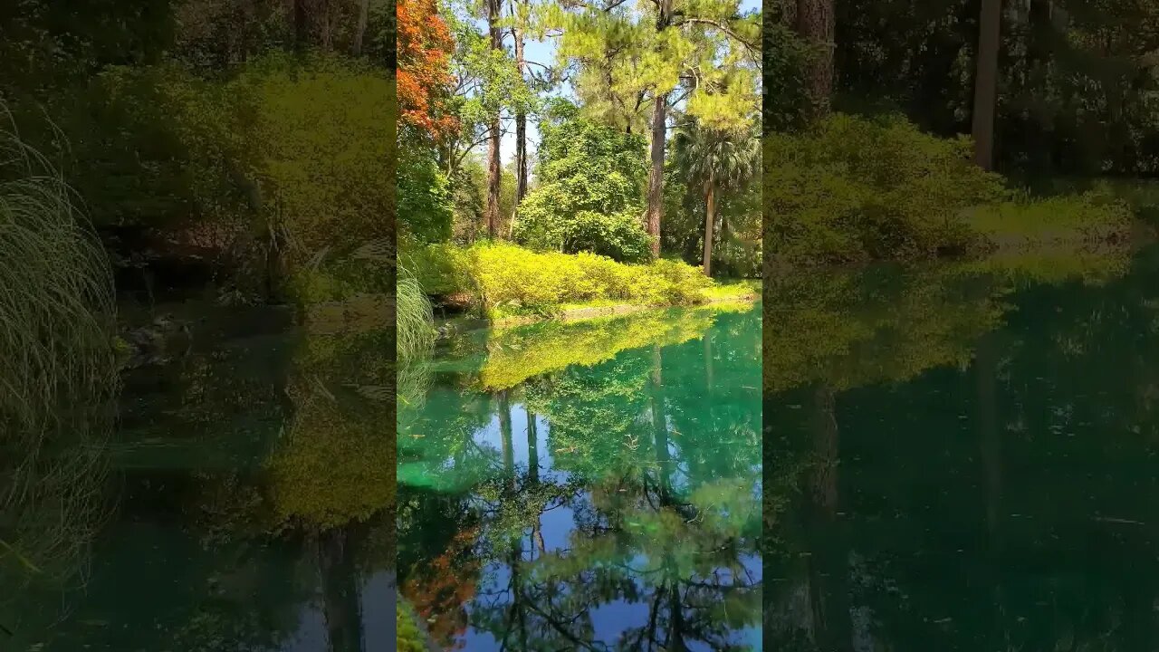 The Black Pond at Alfred B. Maclay Gardens State Park 15