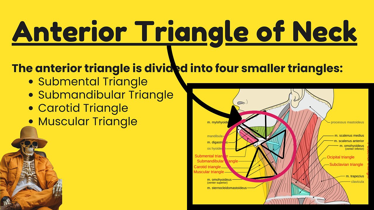 Anatomy of the Anterior Triangle of the Neck and Its Subdivisions | Detailed Overview