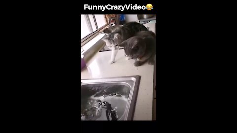 Mr FunnyCrazyVideo😂 Just Incredible Video Funny and Crazy #Like Follow for Follow 🥰