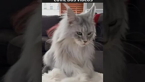 lindo demais esse gato