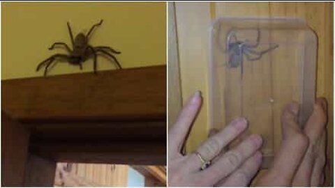 How to get a spider out of your house alive