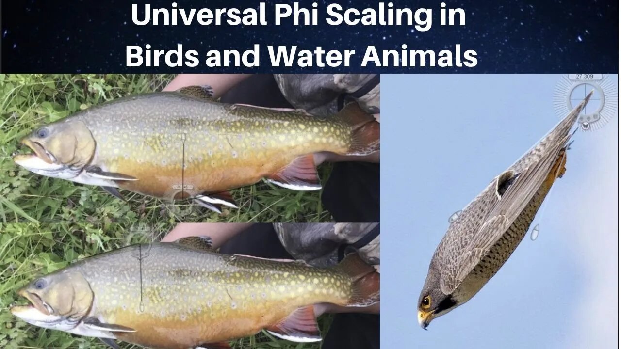 Universal Phi Scaling in Birds and Water Animals