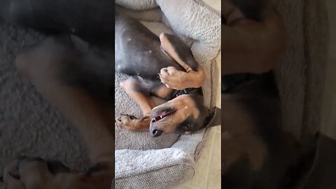 Doberman Puppy LOVES Her Chest Rubbed! ❤️ 🐕 #dobermanpinscher #dobermanpuppy #doberman #dobies