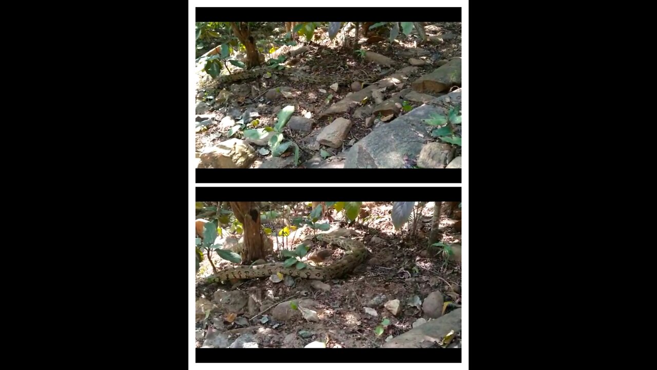 Hunting snake