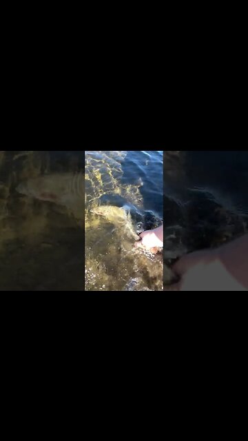 WITH my hand... Trout release.