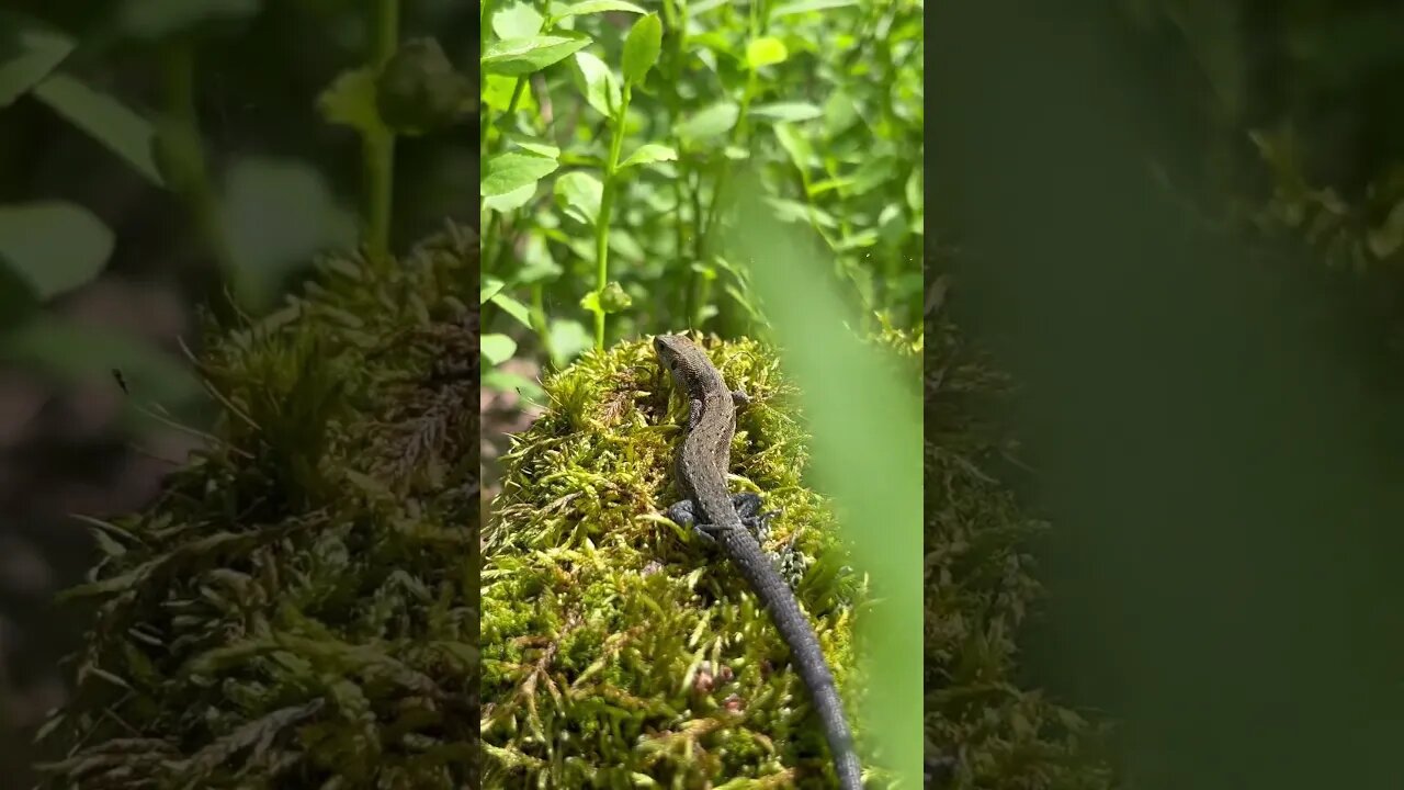 Exploring nature #nature #animals #ambient #downtempo #relaxingmusic