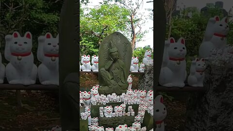A trip to Japan that no one knows about A Cat's Connection to a Samurai #shorts