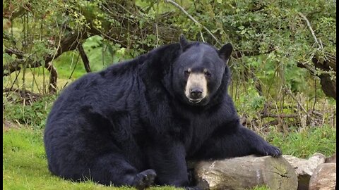 Black bear video