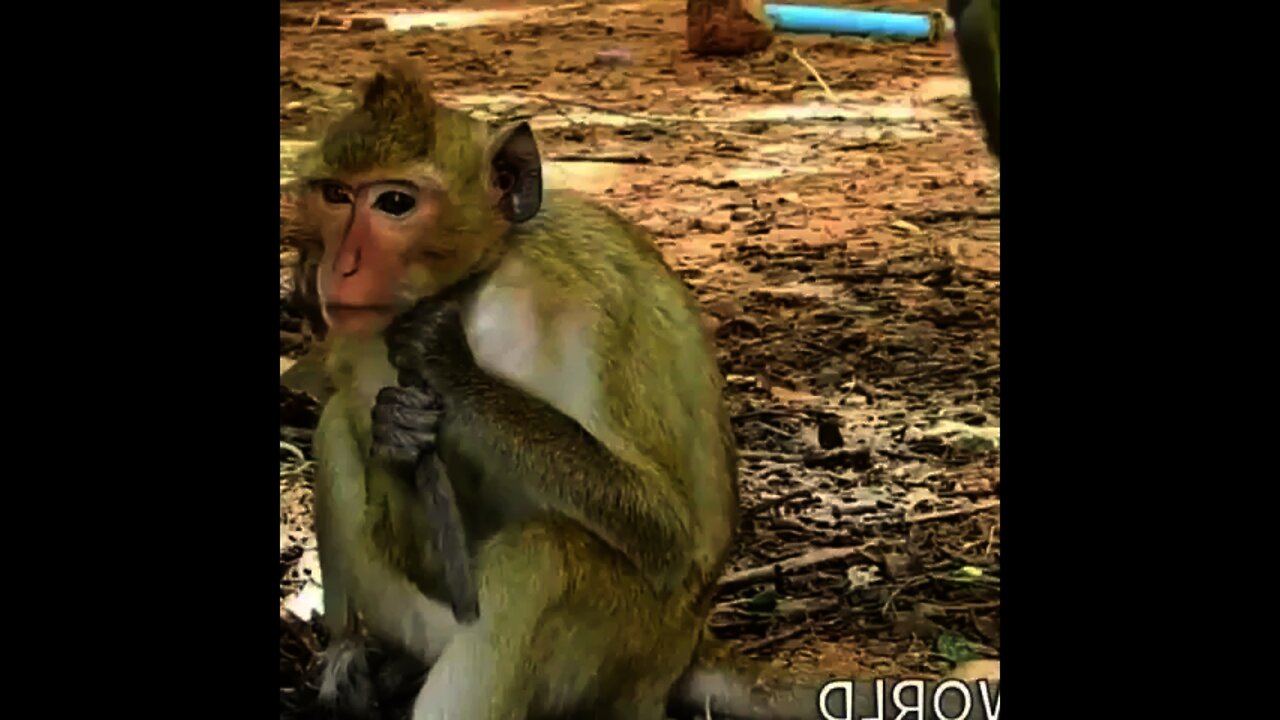 Do not know that the poor monkey baby was born wrong, why his mother does not love him