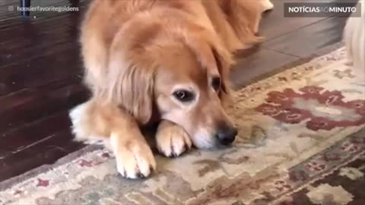 Golden Retriever se apaixona por esquilo na tela do tablet