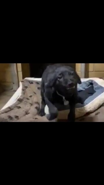 Puppy smiles at dog shelter visitors, hoping to find forever home