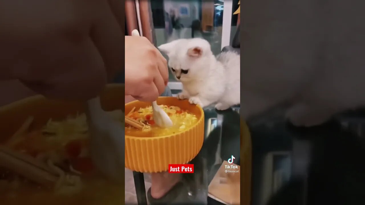 Cat eating noodles #shorts Funny animals videos 2021