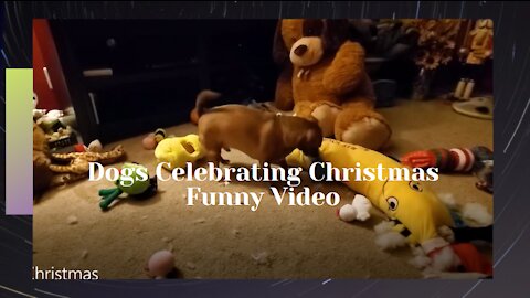 Dog Celebrating- Marry Christmss, Funny Video