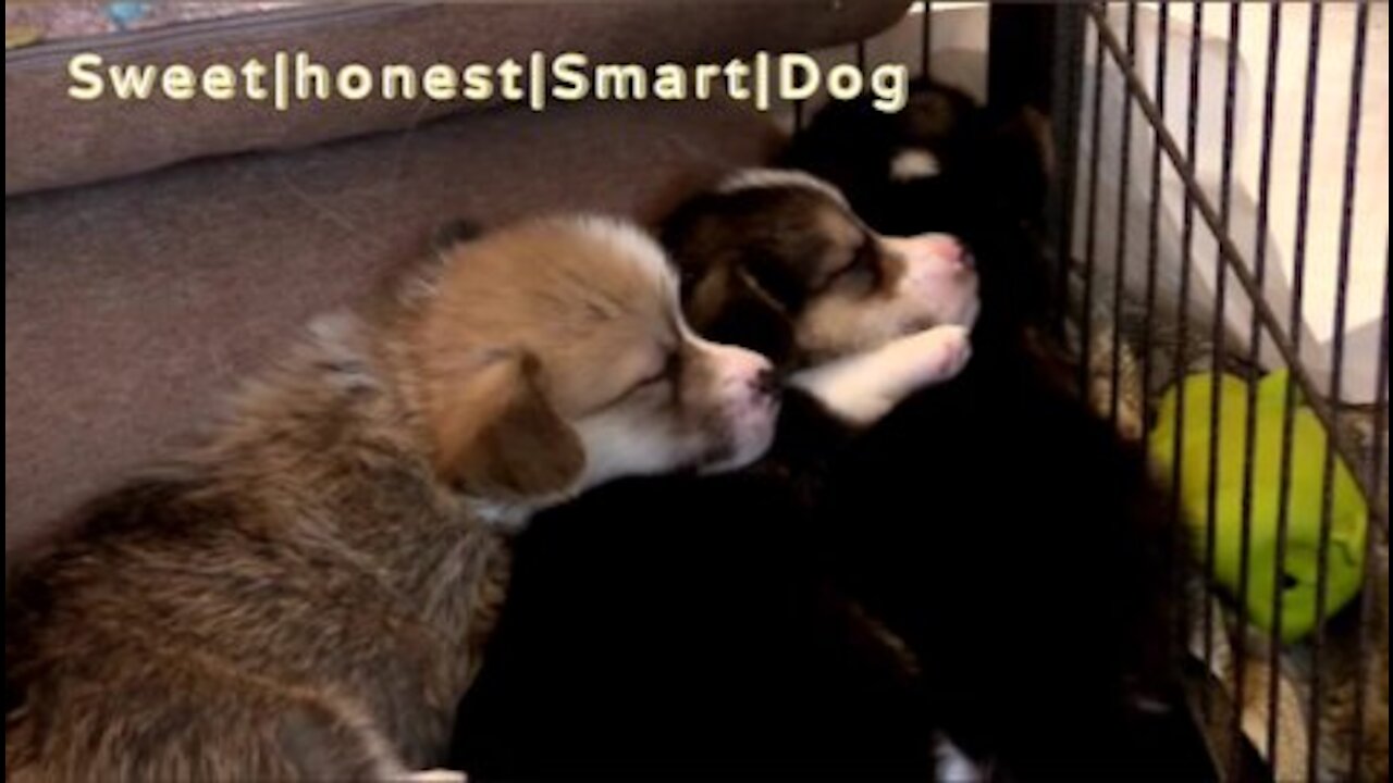 Criyetiv Dog| honest and cut Dog|