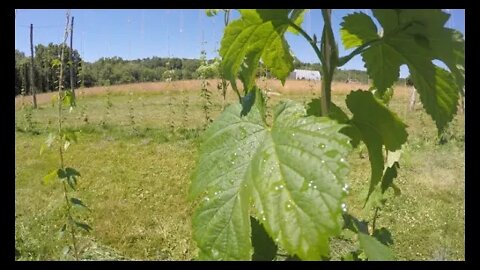 Fertilizing hop plants