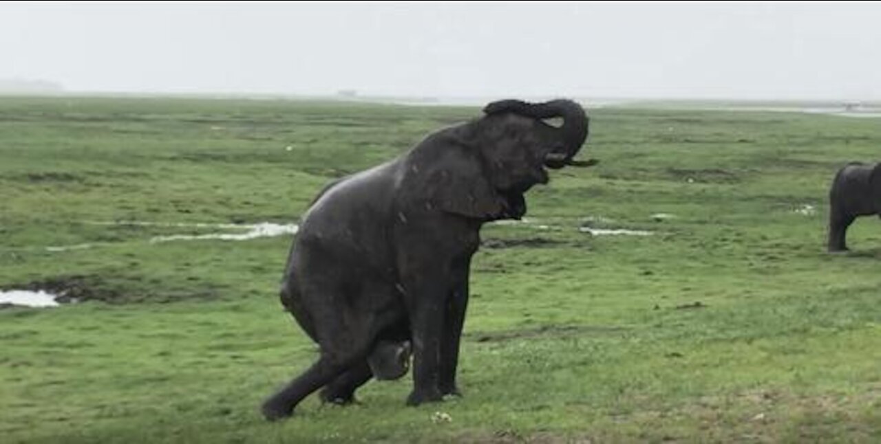 elephant mother giving birth