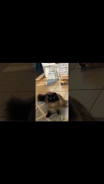 Best cute cats funny video compilation for 2022 ￼