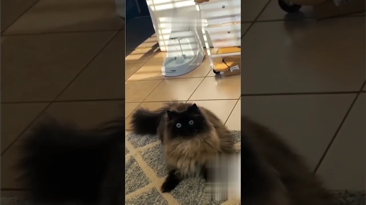 Best cute cats funny video compilation for 2022 
