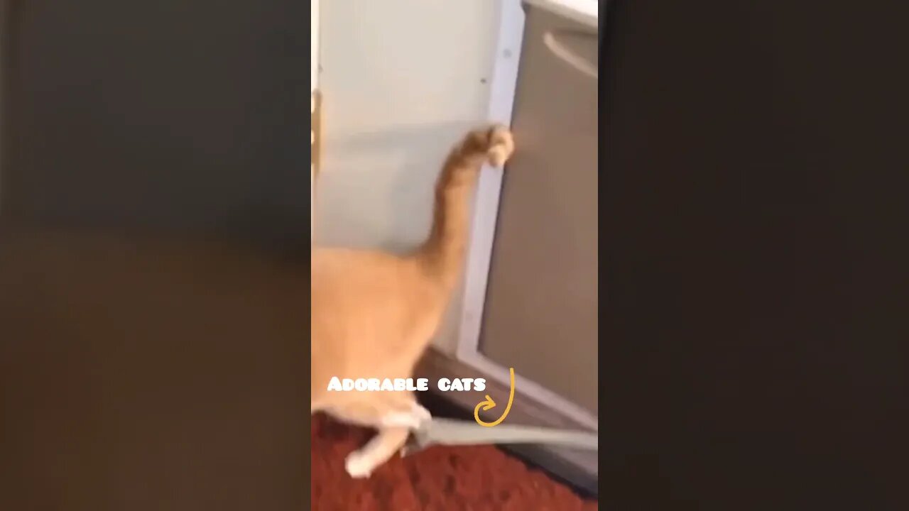 😍Funny Animal Videos😍Cat videos 2022😍#shorts #cat