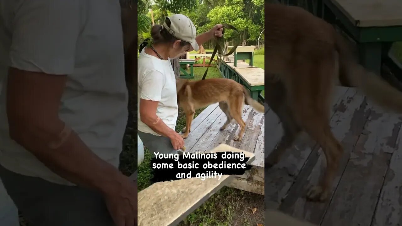 Young dog practicing obstacles #malinoislovers