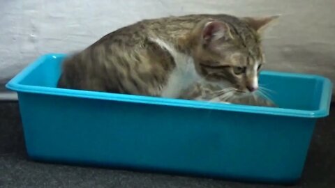 Small Cat Sits in His Favorite Basin