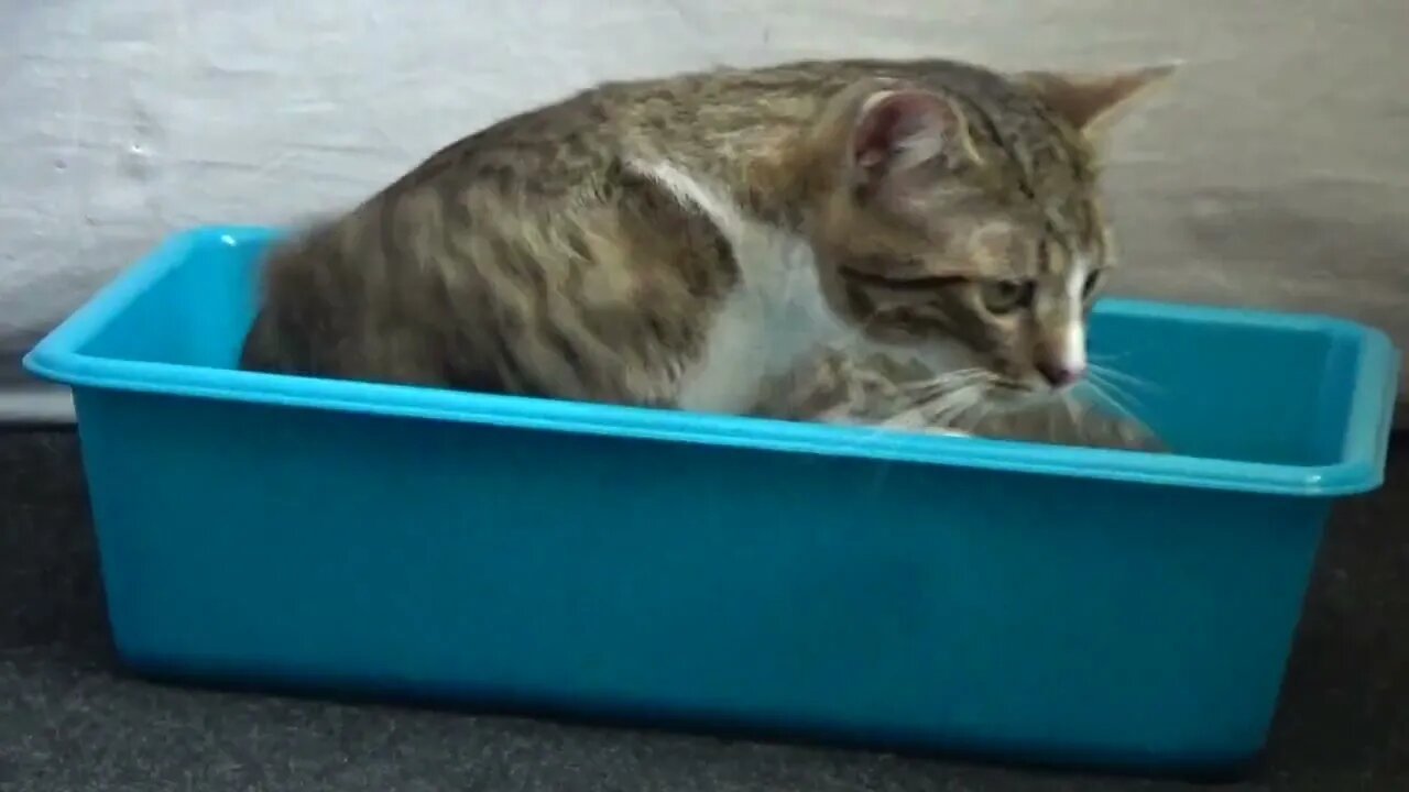 Small Cat Sits in His Favorite Basin