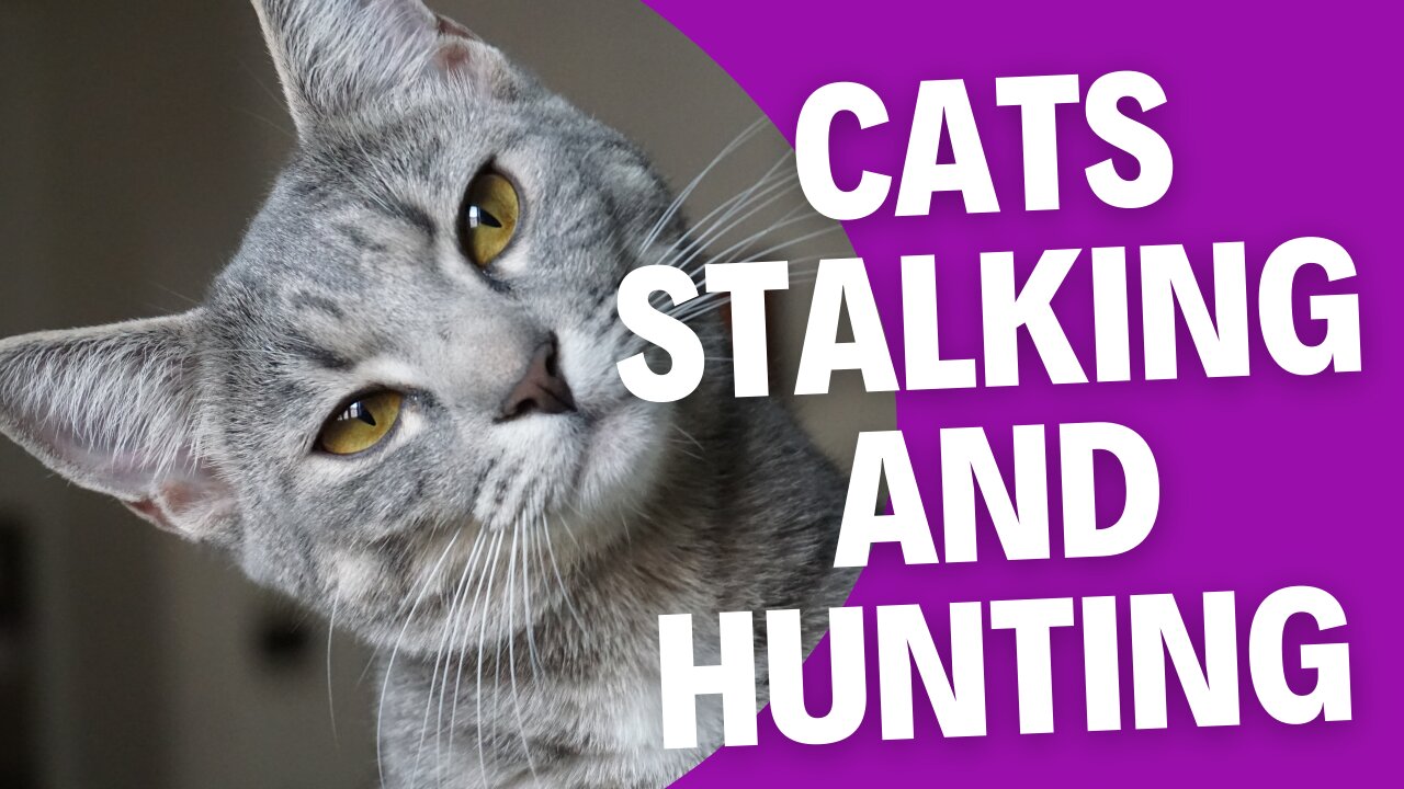 Feline Hunters: Domestic Cats in Action: Volume 2