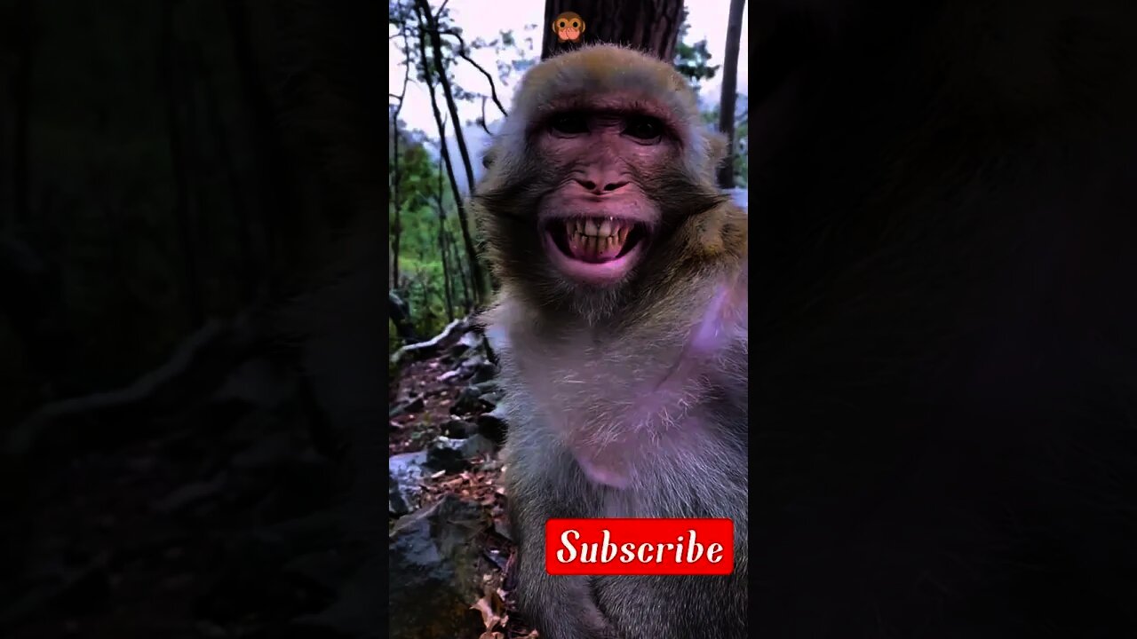 #short|crazy' monkey funny with banana|#funny tik tok video| #youtube short