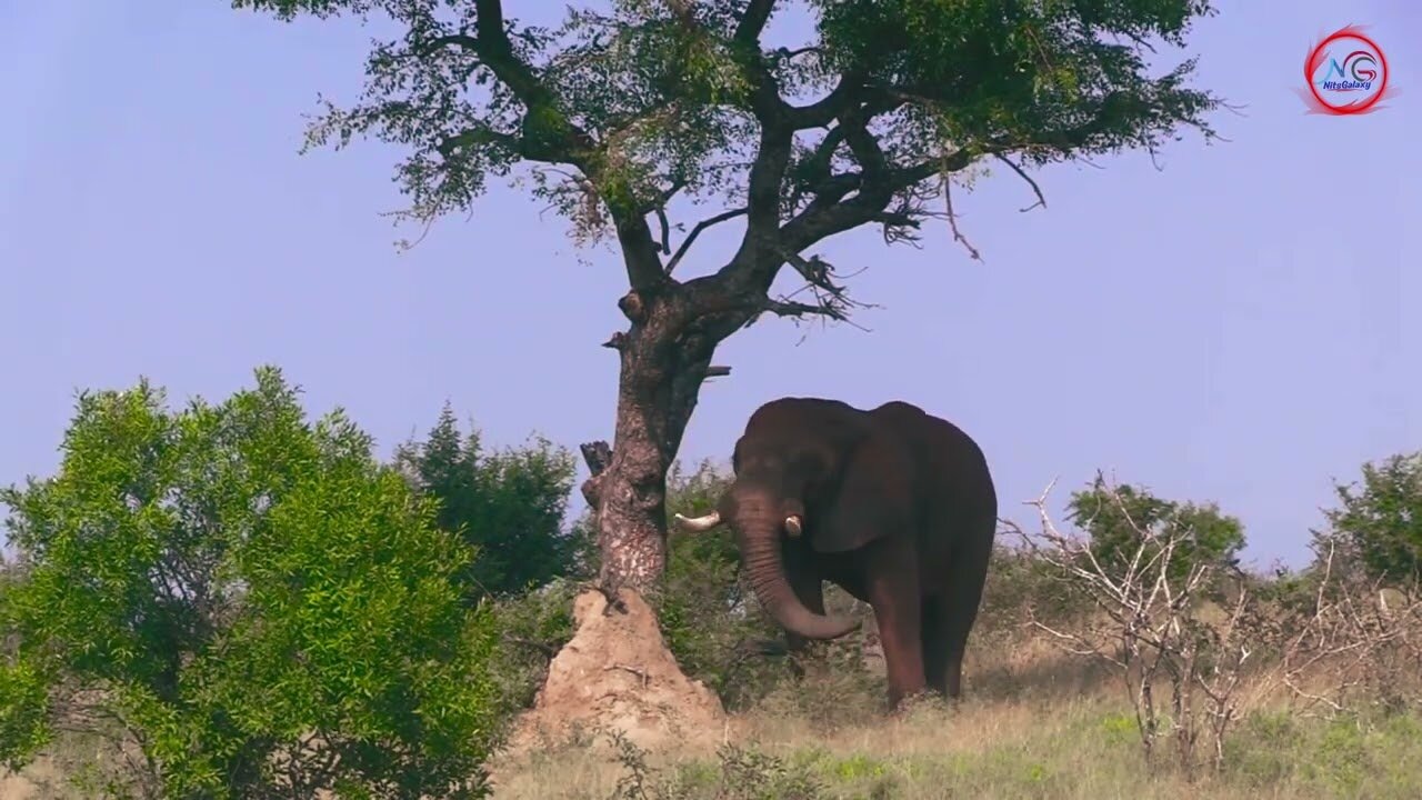 Gentle Giant Goes Green: Watch an Elephant Break Tree Leaves for Food