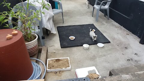 The wild is ruled by power~~ Meow~~.(51day old cat - part4)