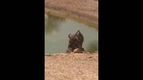 Male Lion Attack Bite Mouth Wildebeest