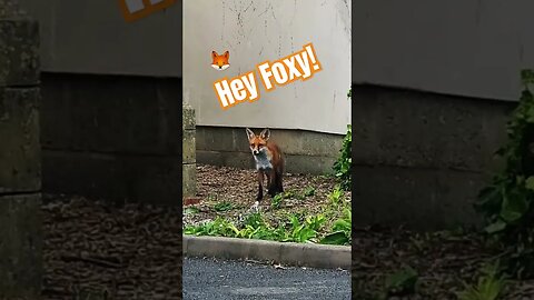 Hey Foxy! 🦊