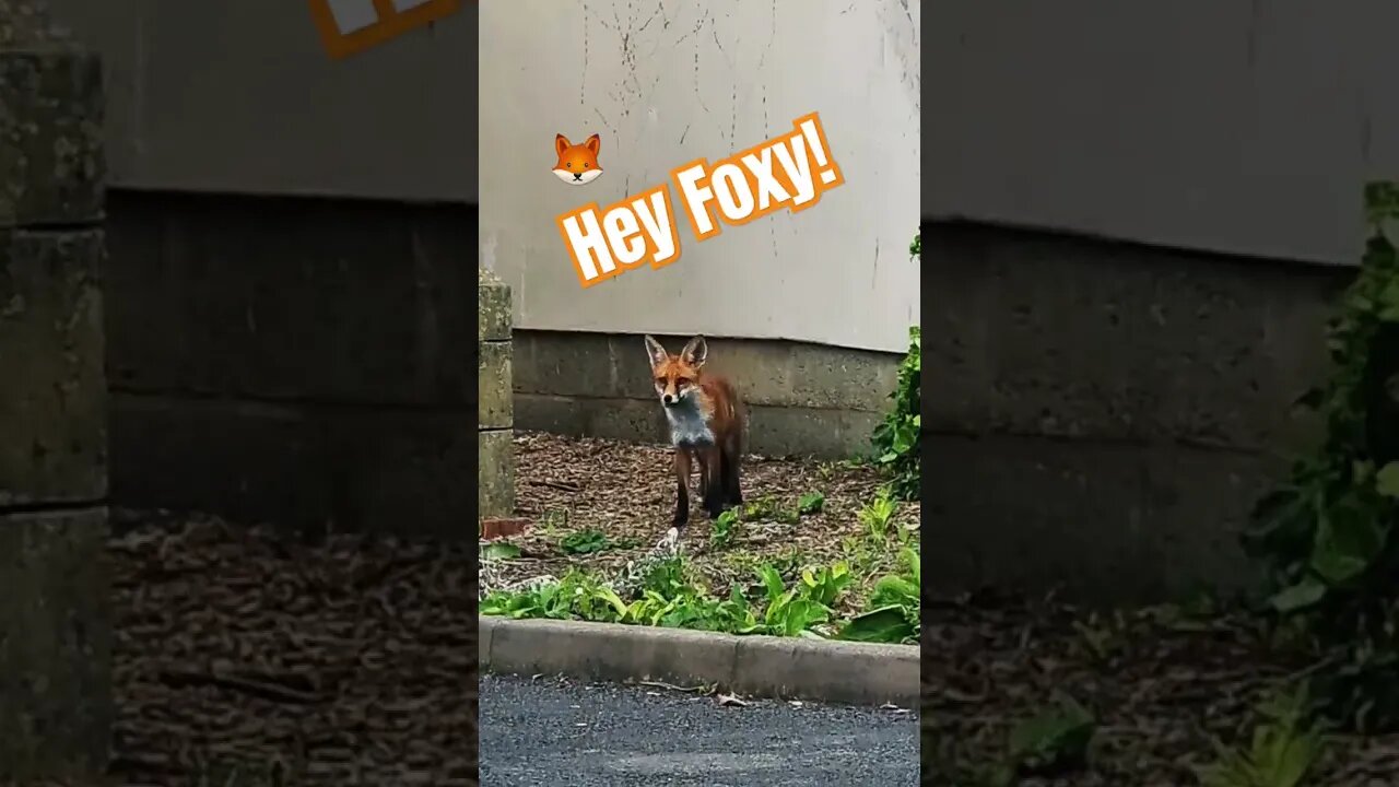 Hey Foxy! 🦊