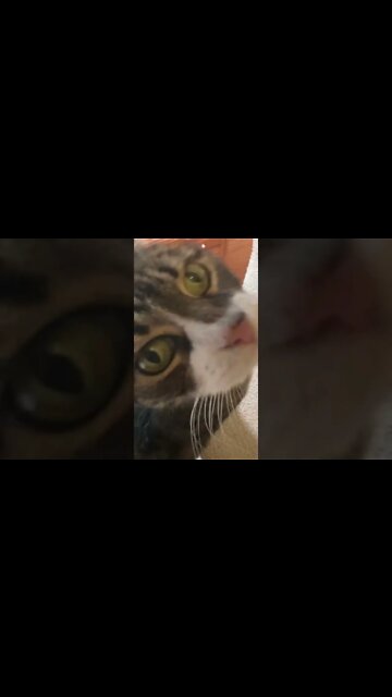 Up Close with a Cute Cat 🐈‍⬛