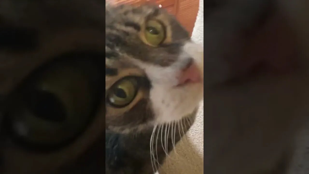 Up Close with a Cute Cat 🐈‍⬛