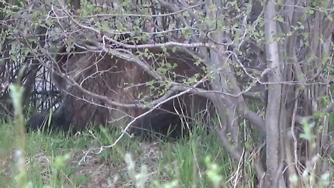 Grizzly Bear TOO CLOSE!