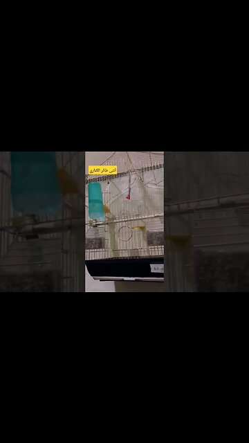 أنثى طائر الكناري كيوت روعة