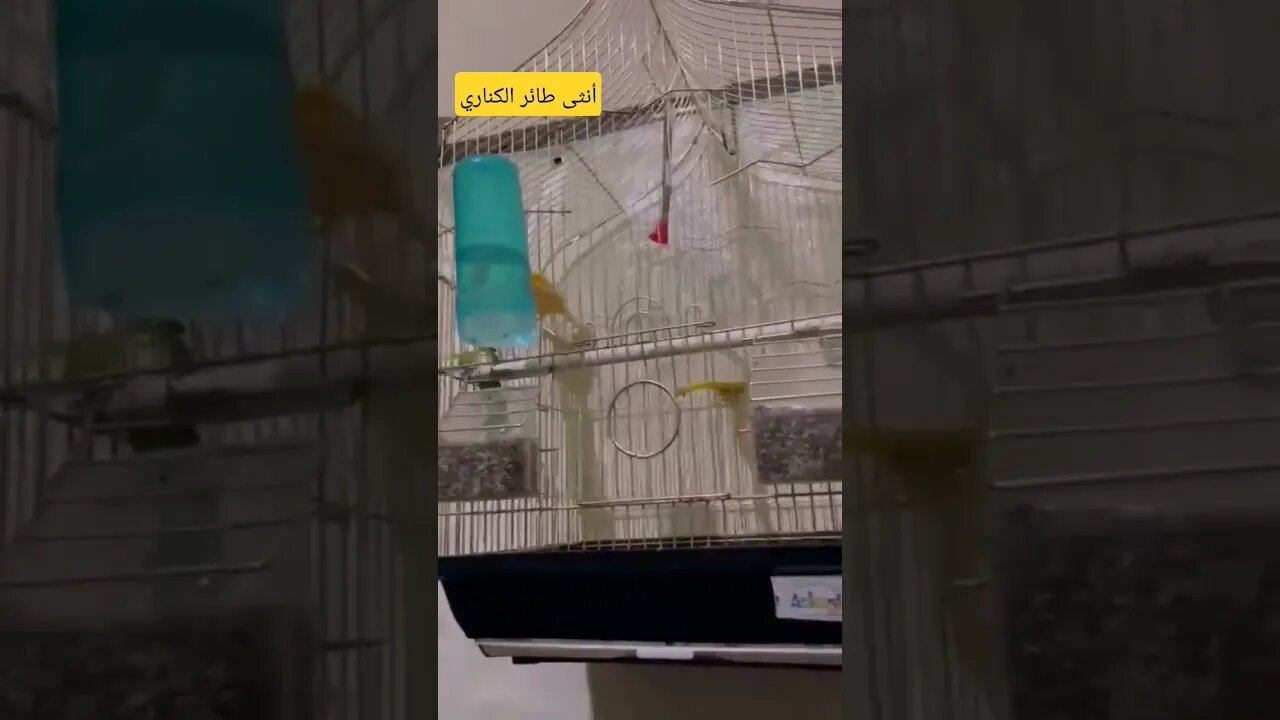 أنثى طائر الكناري كيوت روعة