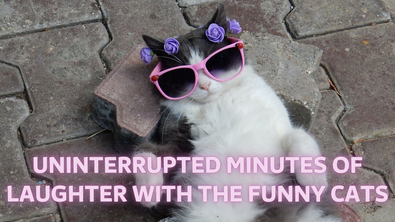 Uninterrupted minutes of laughter with the funny cats