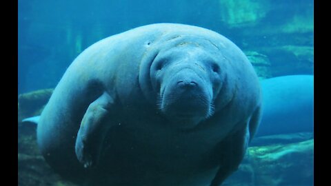 Manatee swimming