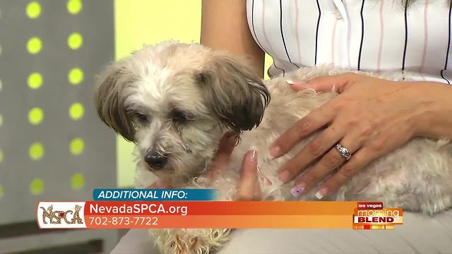 This Week's Pick Of The Litter: Taz
