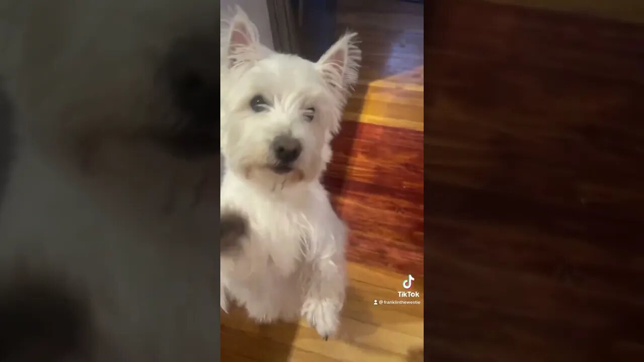 Happy Treat Dance by Franklin