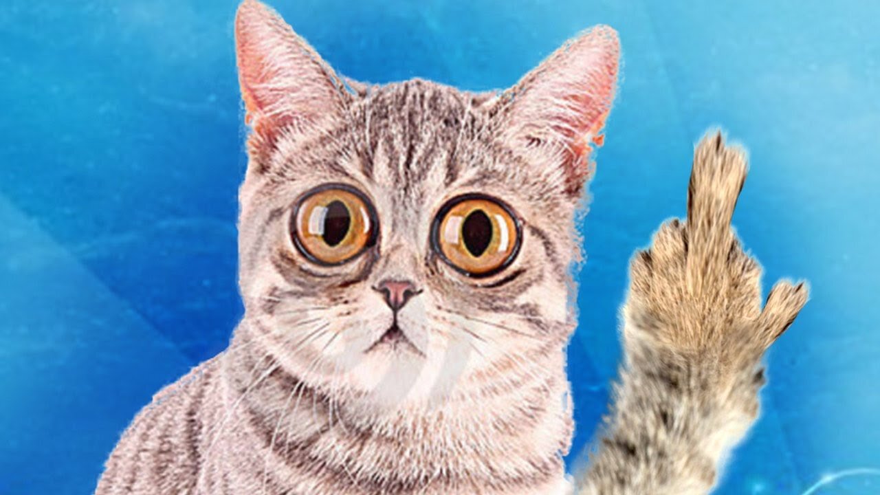 Funny Cats 2021☺ Cute Cat and Kitten Videos Compilation 🐱 pro cats funny pro cats